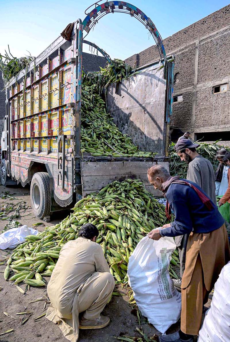 Workers off-loading corn cobs from a delivery truck at Pirwadhai