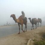 A view of camels walking on roadside during foggy weather in the city
