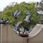 A flock of pigeons picking food at a local park, F-10 in Federal Capital