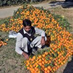 A vendor Displaying Oranges at his roadside setup at G 7 Federal Capital