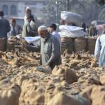 Vendors busy in filling sacks with traditional sweet ‘Gur’ for selling purpose at Gur Mandi