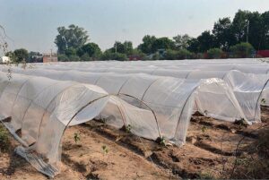 A view of plants cover with plastic sheets to protect from chilled weather