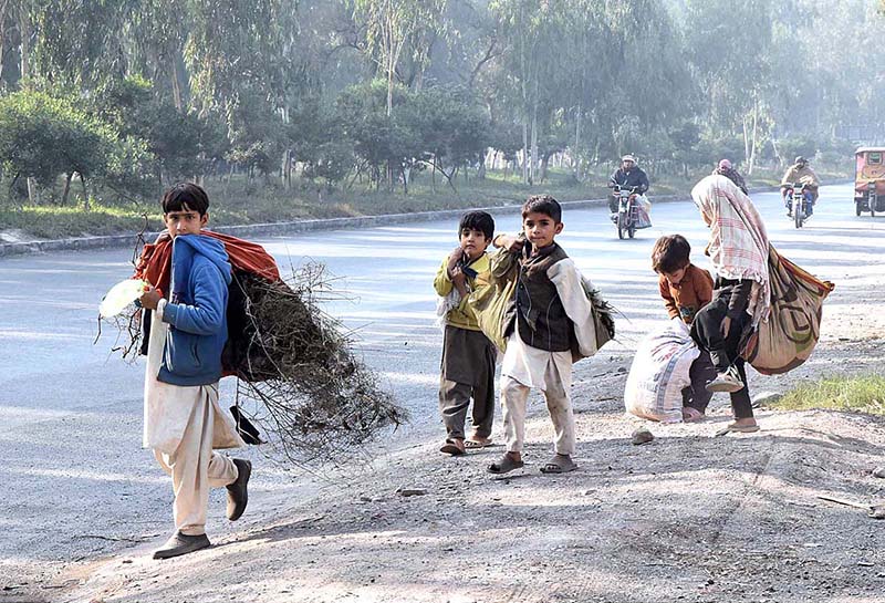 Street children carrying dry branches for domestic use at Pabbi area