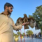 A vendor displaying eagle to attract customers at Rawal Lake Park in the Federal Capital