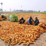 Laborers engaged in packing maze in suburb of Bahawalpur which is being loaded on tractor trolley and transport them to grain market and cooking oil factories