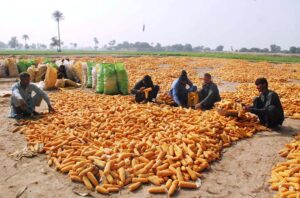 Laborers engaged in packing maze in suburb of Bahawalpur which is being loaded on tractor trolley and transport them to grain market and cooking oil factories