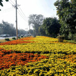 A beautiful view of fresh flowers on the roadside in the provincial capital