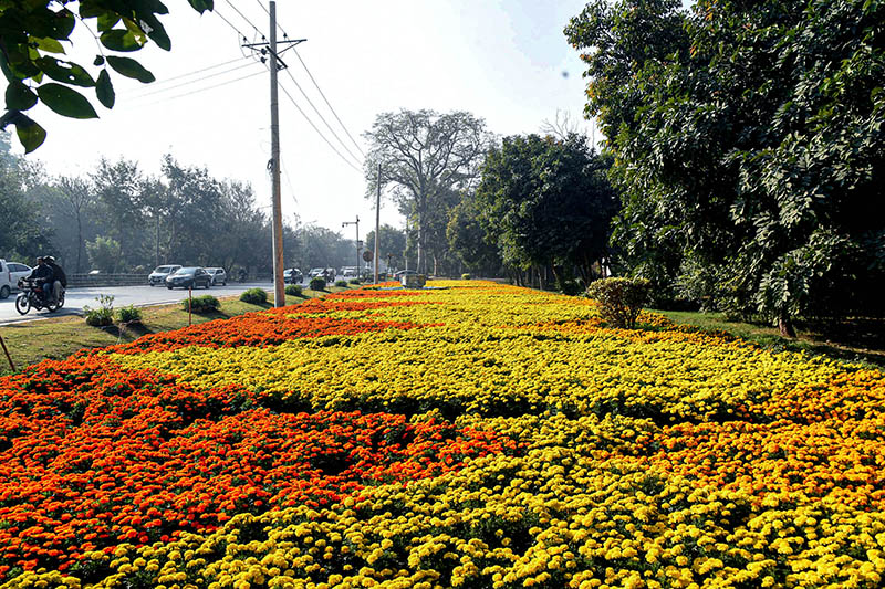 A beautiful view of fresh flowers on the roadside in the provincial capital