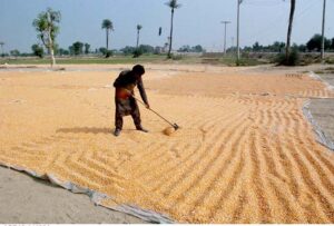 Laborers engaged in packing maze in suburb of Bahawalpur which is being loaded on tractor trolley and transport them to grain market and cooking oil factories