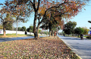 CDA staffer sweeps the fallen leaves of tree at roadside greenbelt during autumn season in Federal Capital.