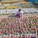 A vendor displaying the flower plants to attract the customers at local nursery