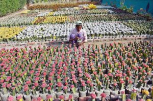 A vendor displaying the flower plants to attract the customers at local nursery