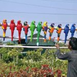 Vendor displaying replica of parrots to attract the customers at Edigah Road.