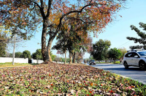 CDA staffer sweeps the fallen leaves of tree at roadside greenbelt during autumn season in Federal Capital.