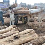 Laborers are busy loading wooden pieces on Bull Cart in the timber market