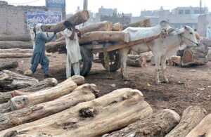 Laborers are busy loading wooden pieces on Bull Cart in the timber market