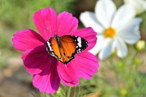A vendor displaying the flower plants to attract the customers at local nursery