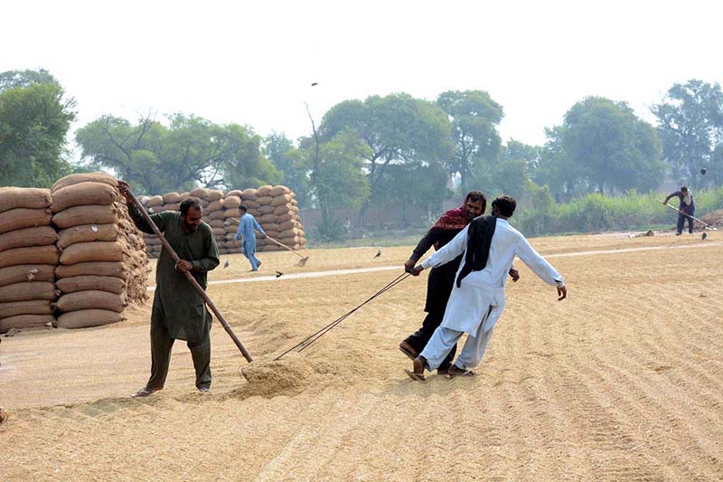 Labourers busy in spreading rice for drying purpose