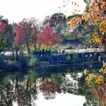 An attractive and eye catching view of leaves of trees change colour at Rawal Lake as the Autumn season starts in Federal Capital