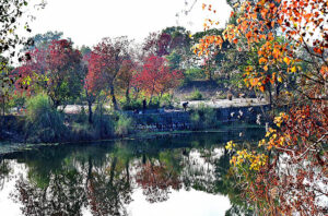 An attractive and eye catching view of leaves of trees change colour at Rawal Lake as the Autumn season starts in Federal Capital