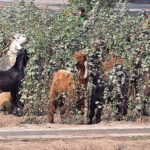 A herd of goats eating cotton plant leaves in the field