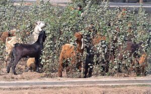 A herd of goats eating cotton plant leaves in the field