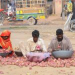 Labourer family sorting good quality onions at Vegetable Market to earn for livelihood