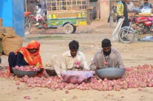 Labourer family sorting good quality onions at Vegetable Market to earn for livelihood