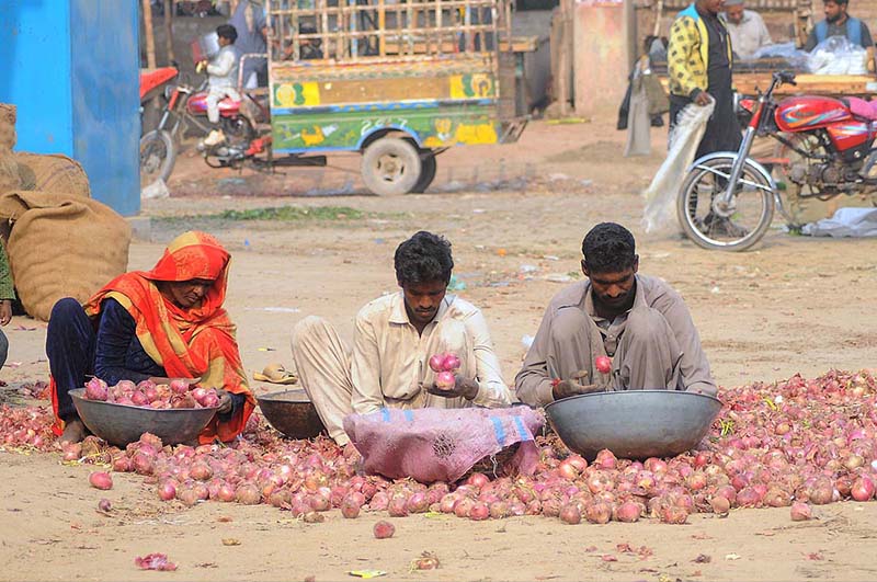 Labourer family sorting good quality onions at Vegetable Market to earn for livelihood