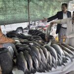 A vendor displaying fish to attract the customers at I-9 Weekly Bazaar in Federal Capital.