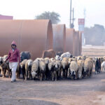 Shepherd guarding his herd of sheep towards the fields for grazing at Muzaffargarh road.