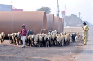 Shepherd guarding his herd of sheep towards the fields for grazing at Muzaffargarh road. 