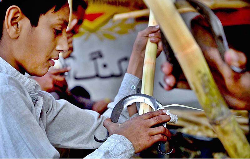 Young vendor busy peeling sugarcane for making juice at roadside near Fruit Market in the Federal Capital