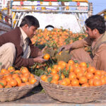 A vendors selling and displaying oranges at thier roadside setup