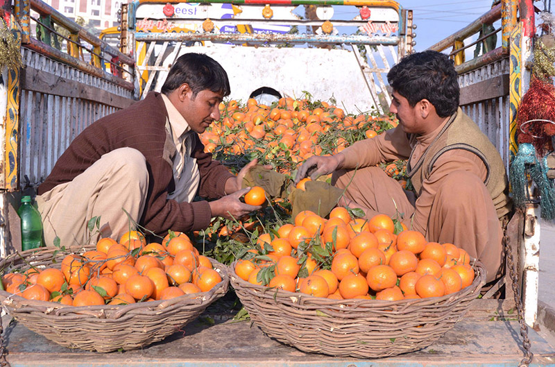 A vendors selling and displaying oranges at thier roadside setup