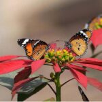 A view of butterflies extracting nectar from flowers at a local nursery