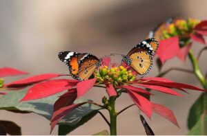 A view of butterflies extracting nectar from flowers at a local nursery