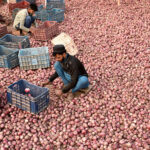 Labourers sorting good quality of onions at Singhpura Vegetable and Fruit Market