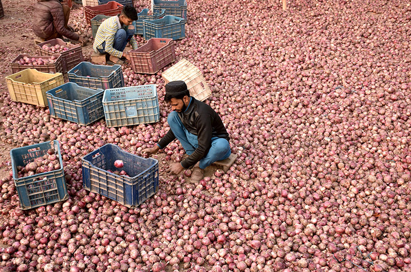 Labourers sorting good quality of onions at Singhpura Vegetable and Fruit Market