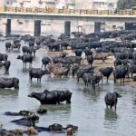 A herd of buffaloes bathing in Rice Canal