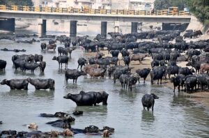 A herd of buffaloes bathing in Rice Canal