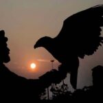 A vendor displaying his pet bird Eagle to attract the visitors for picture with at Lake View Park at Sunset Time