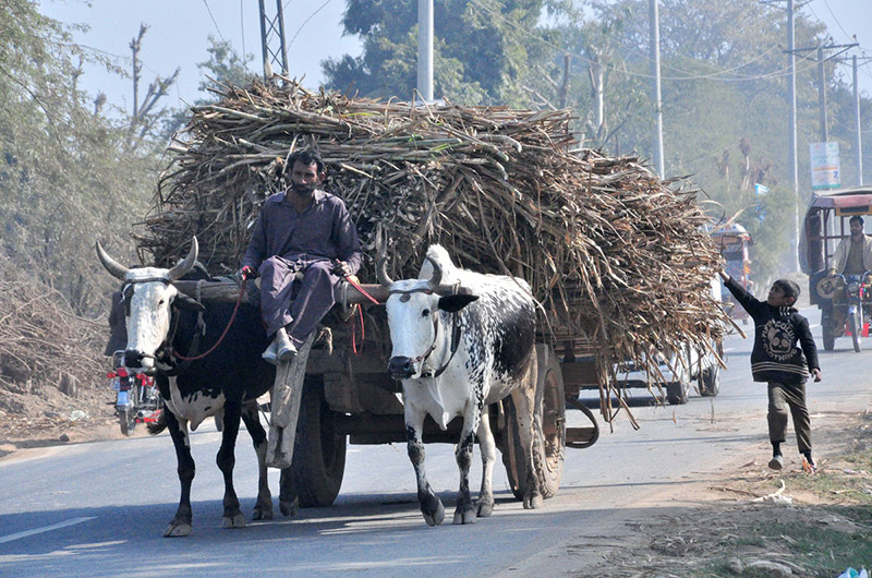 A man with his bull cart loaded with sugarcane on the way at Bhuwana Road