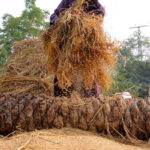 A farmer thrashing rice crop in a traditional way at his field near Larkana-Ratodero Road.
