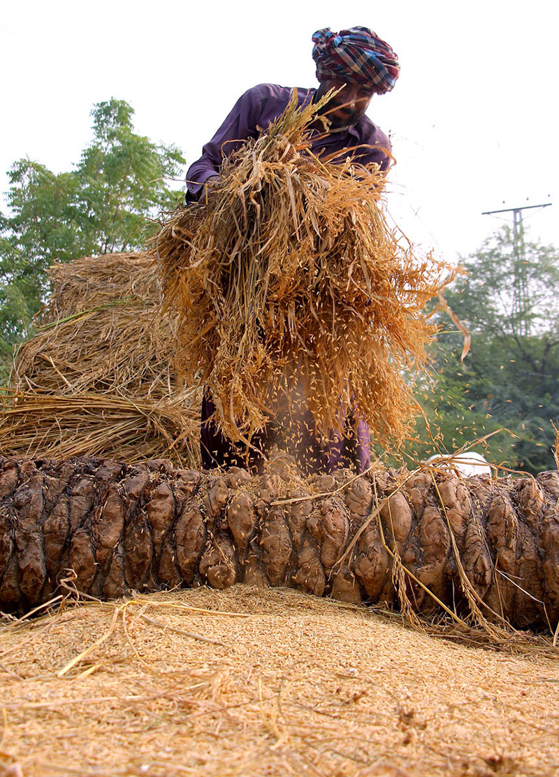 A farmer thrashing rice crop in a traditional way at his field near Larkana-Ratodero Road.