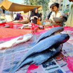 A vendor displaying fishes at his shop to attract the customers
