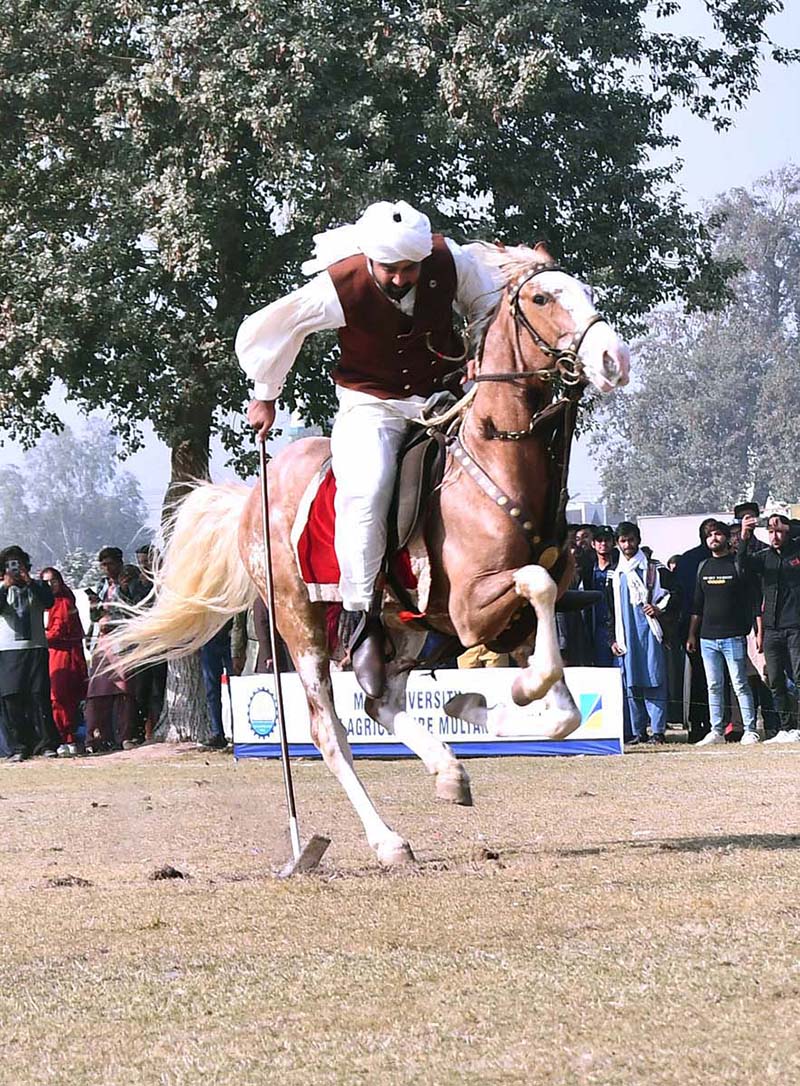 Horse riders are participating in a Tent-Pegging competition during the Winter Festival at MNS University