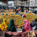 Laborers women packing the tomatoes in the wooden boxes at Vegetable market