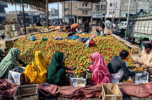 Laborers women packing the tomatoes in the wooden boxes at Vegetable market