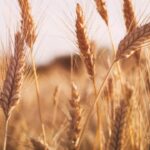 Wheat